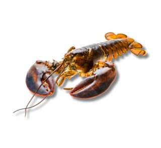 Homard