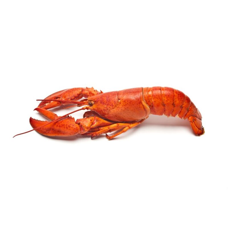 Langouste