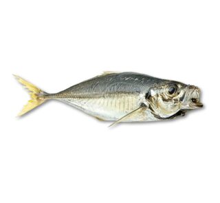 Chinchard
