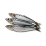 Sardine