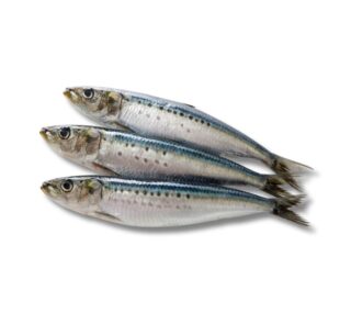 Sardine