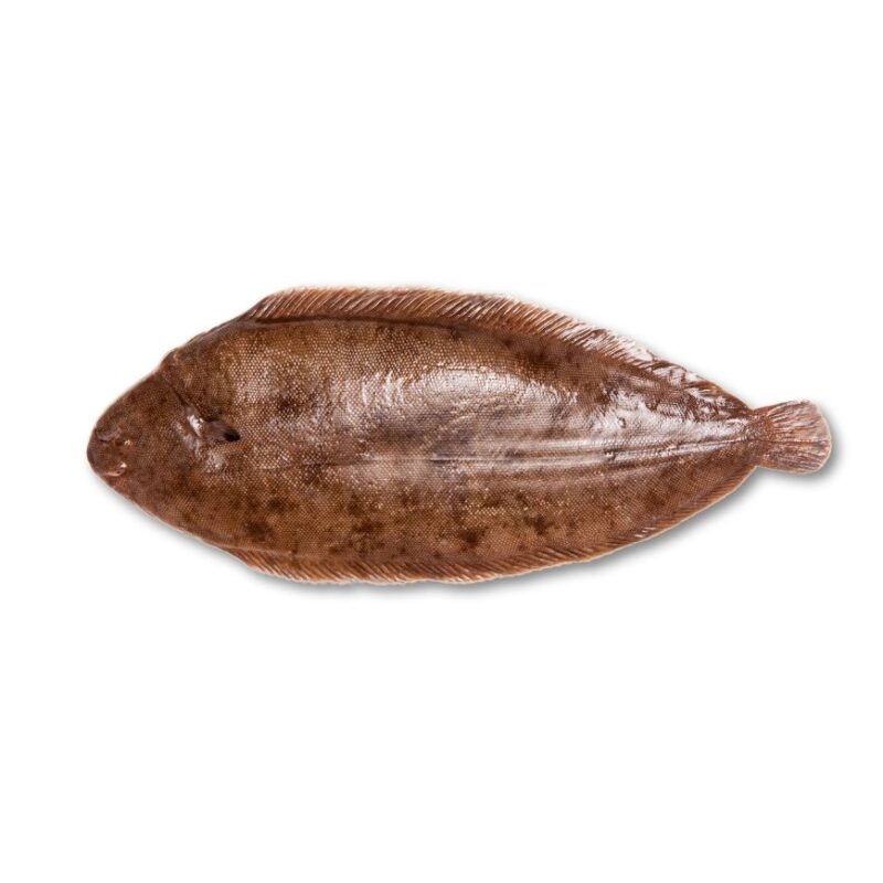 Sole