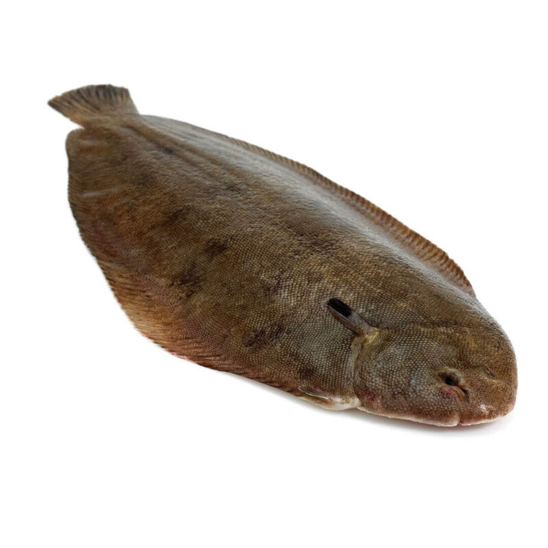 Sole-XL